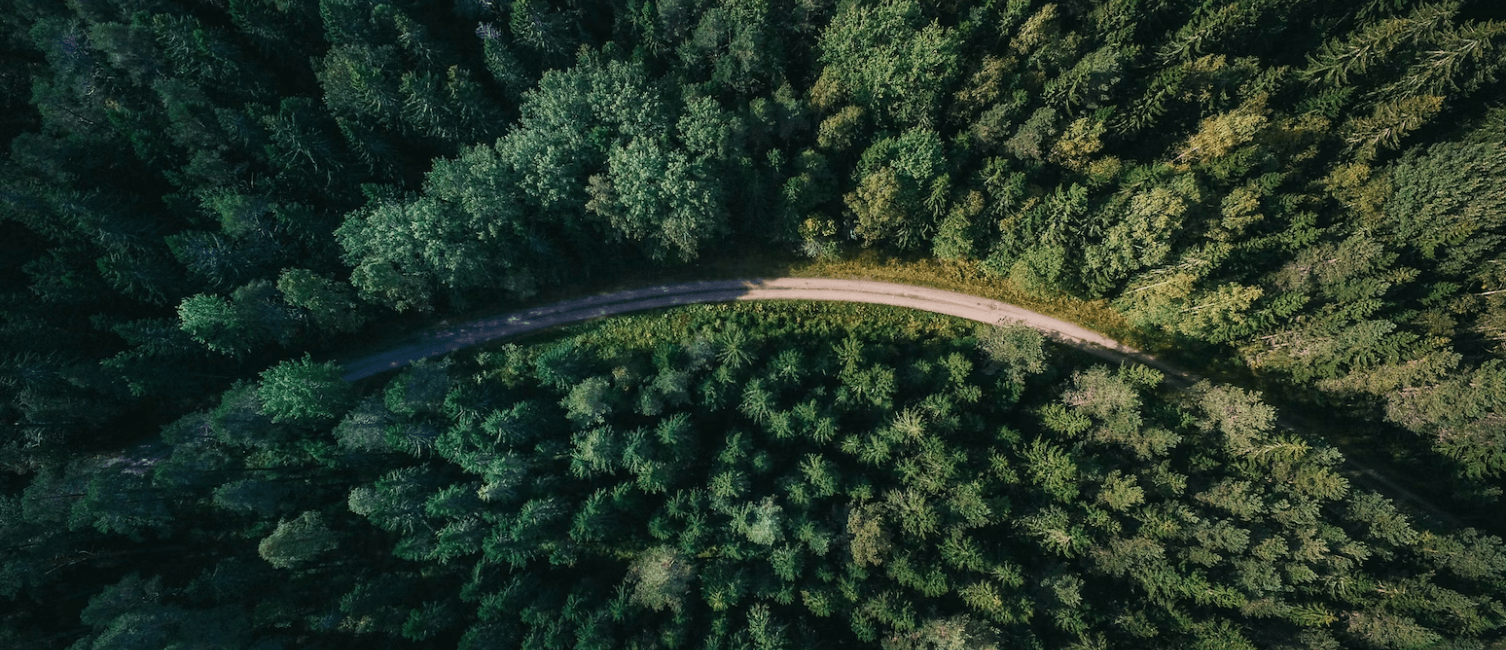 trees 1
